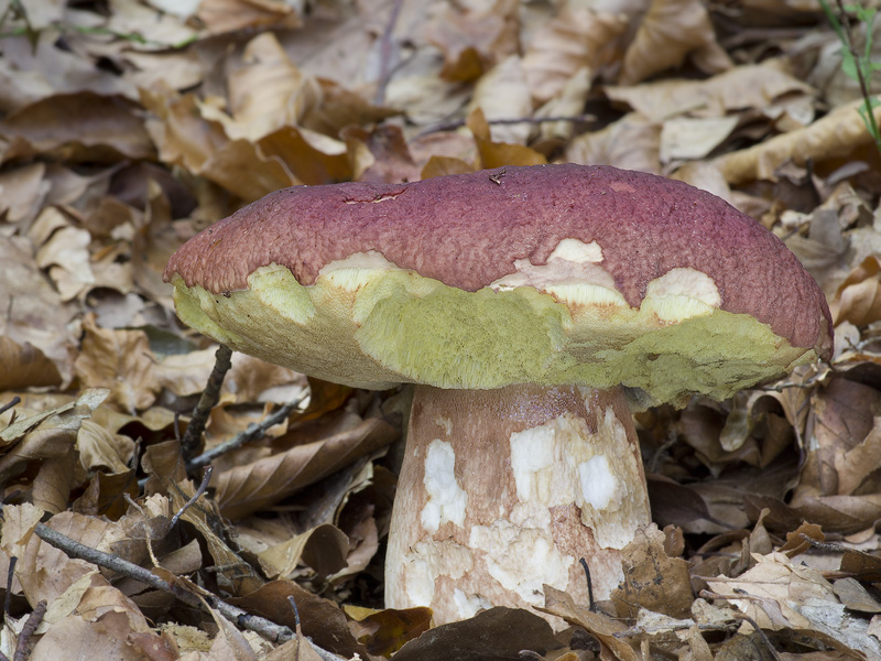 Boletus pinophilus